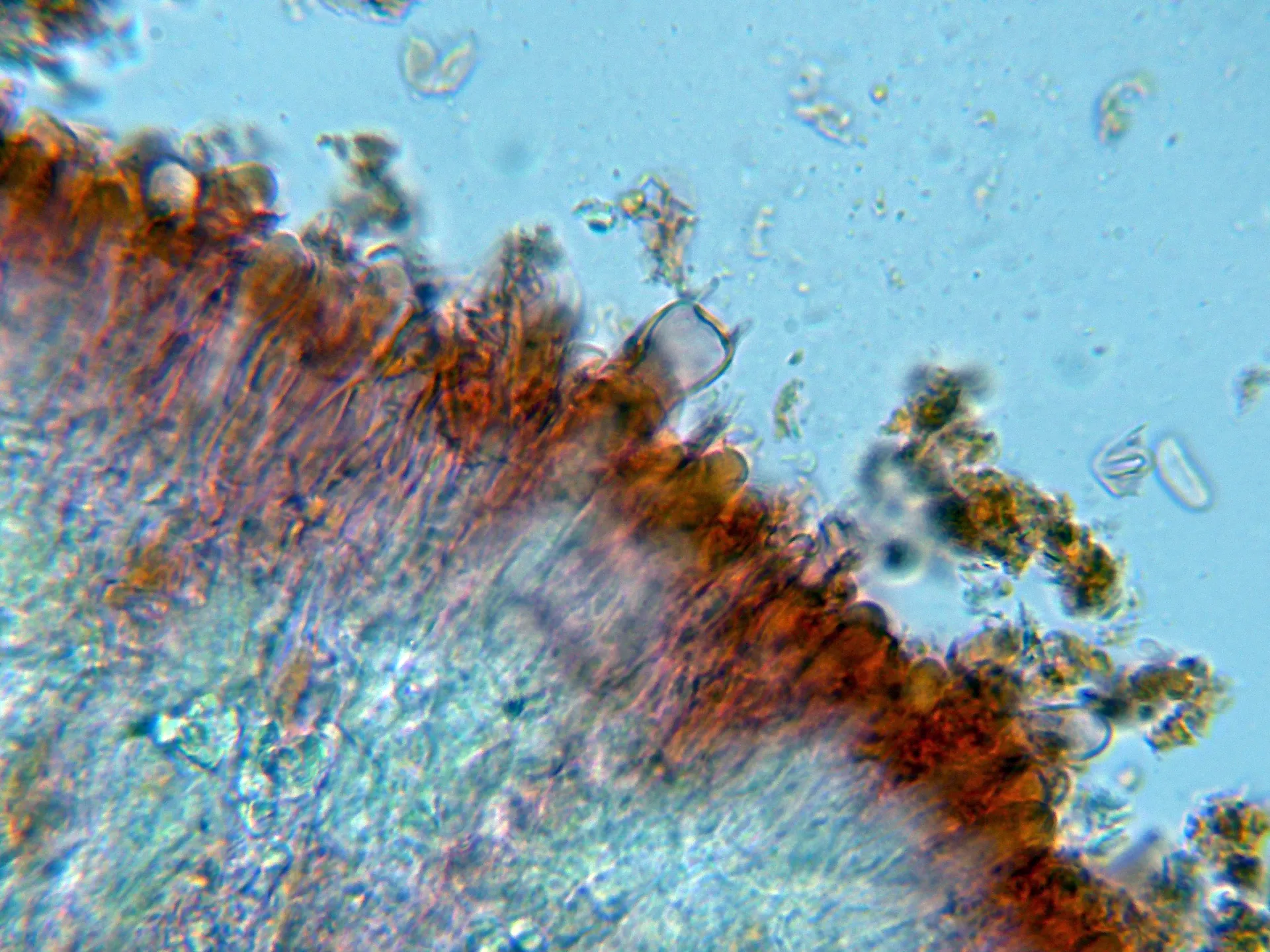 Microscopía de Peniophora incarnata - 10 - Himenio-002